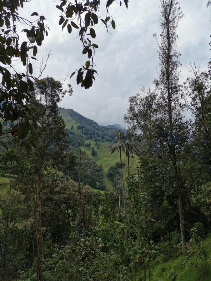 Cabanas Valle Del Cocora La Truchera 살렌토 외부 사진