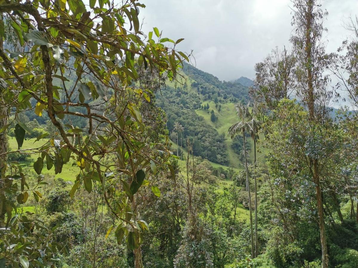 Cabanas Valle Del Cocora La Truchera 살렌토 외부 사진
